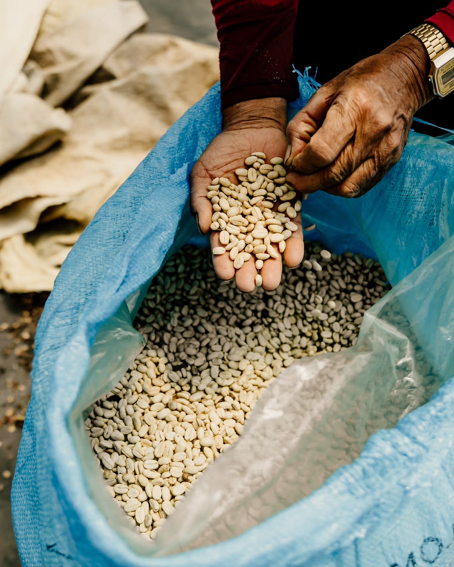 Javier Cantillo - Colombia Washed Geisha