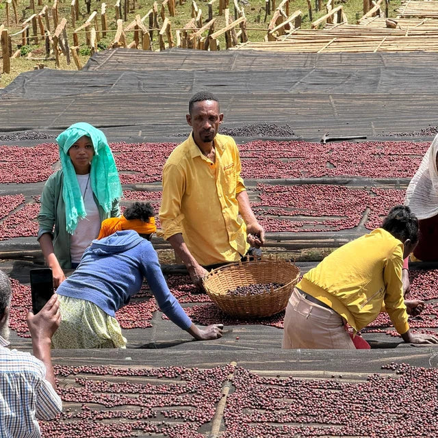 Hanan Million - Ethiopia Natural Landrace