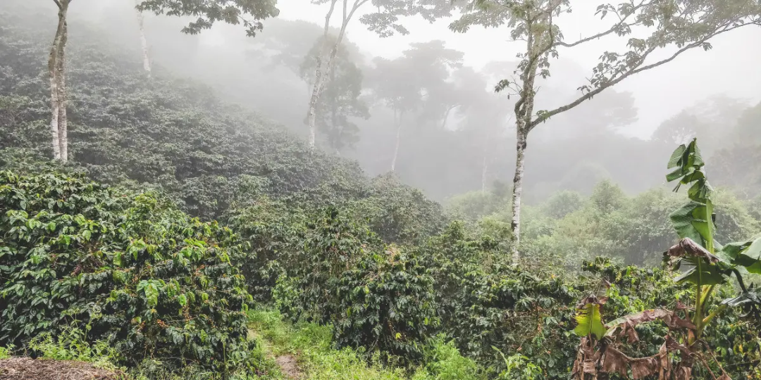 Moonlight - Nicaragua Espresso