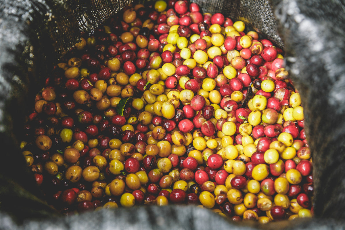 Finca La Concepción - Colombia