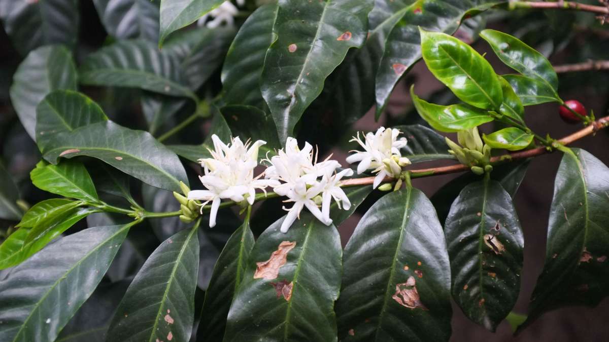 Juan Peña - Ecuador Washed Geisha (EL)