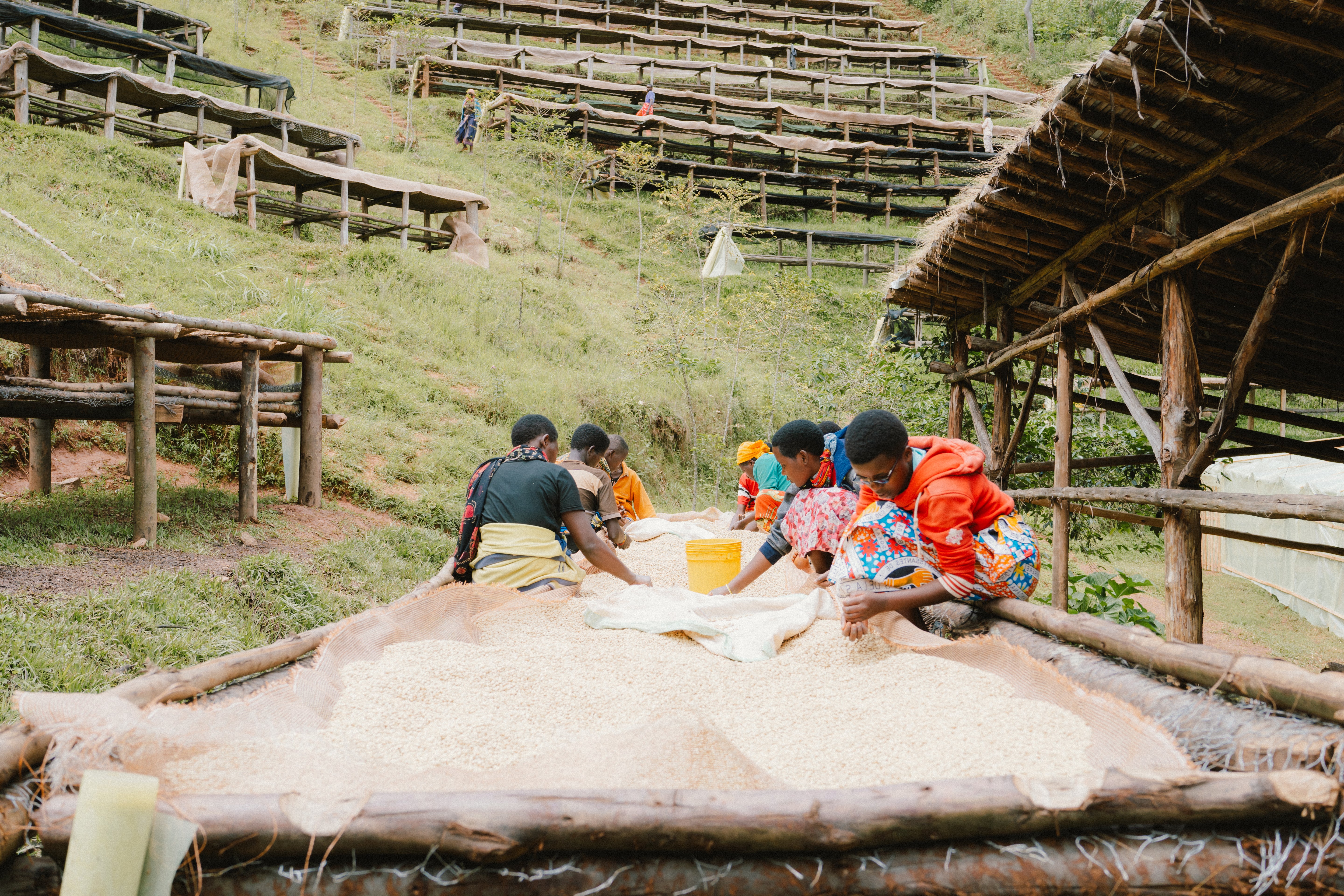 Mutana Hill - Burundi Honey