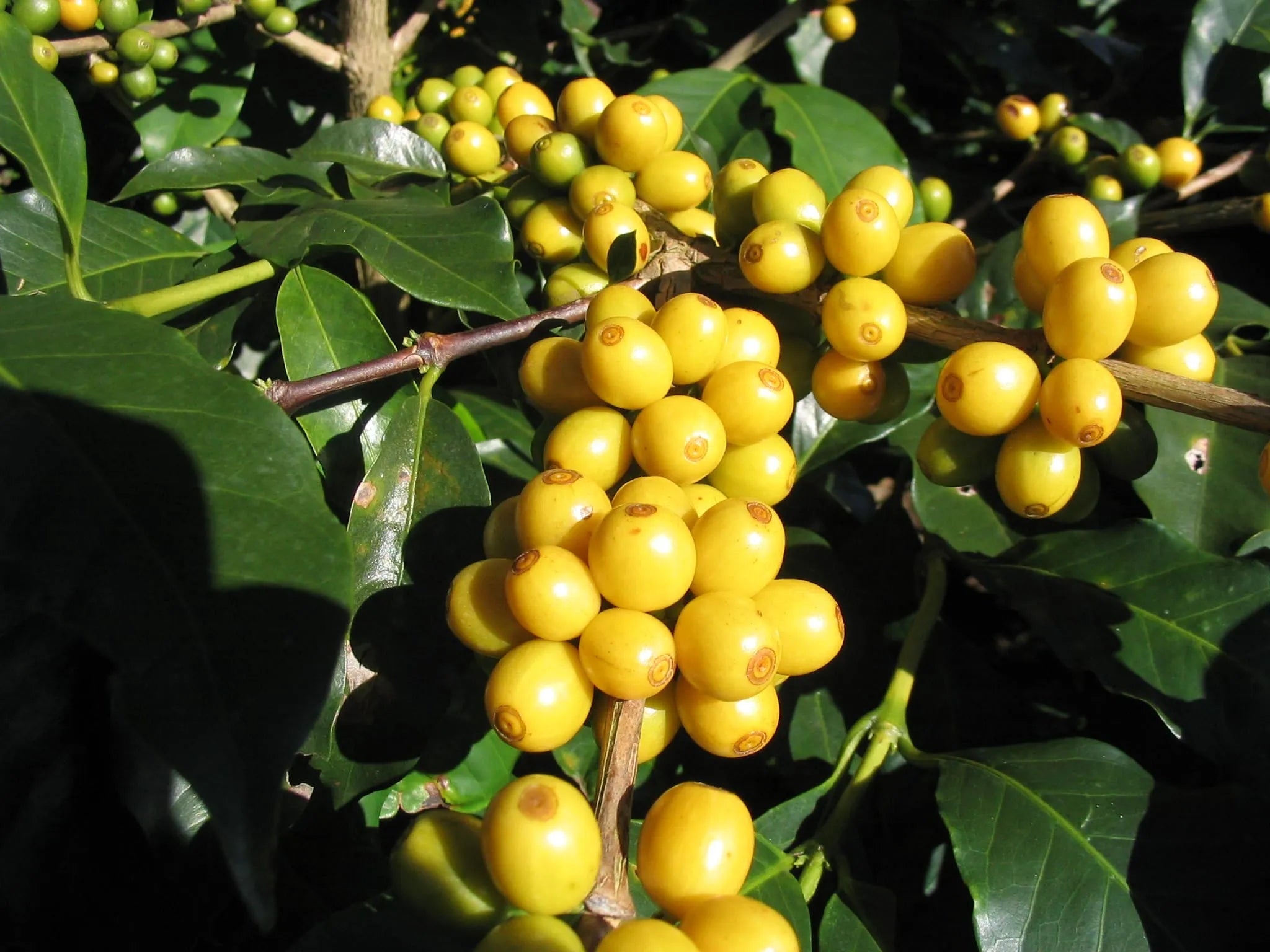 Sugar Plum - Peru Washed Yellow Caturra
