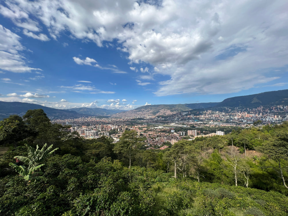 Buttercream Colombia Diego Bermudez Thermal Shock SEPTEMBER COFFEE