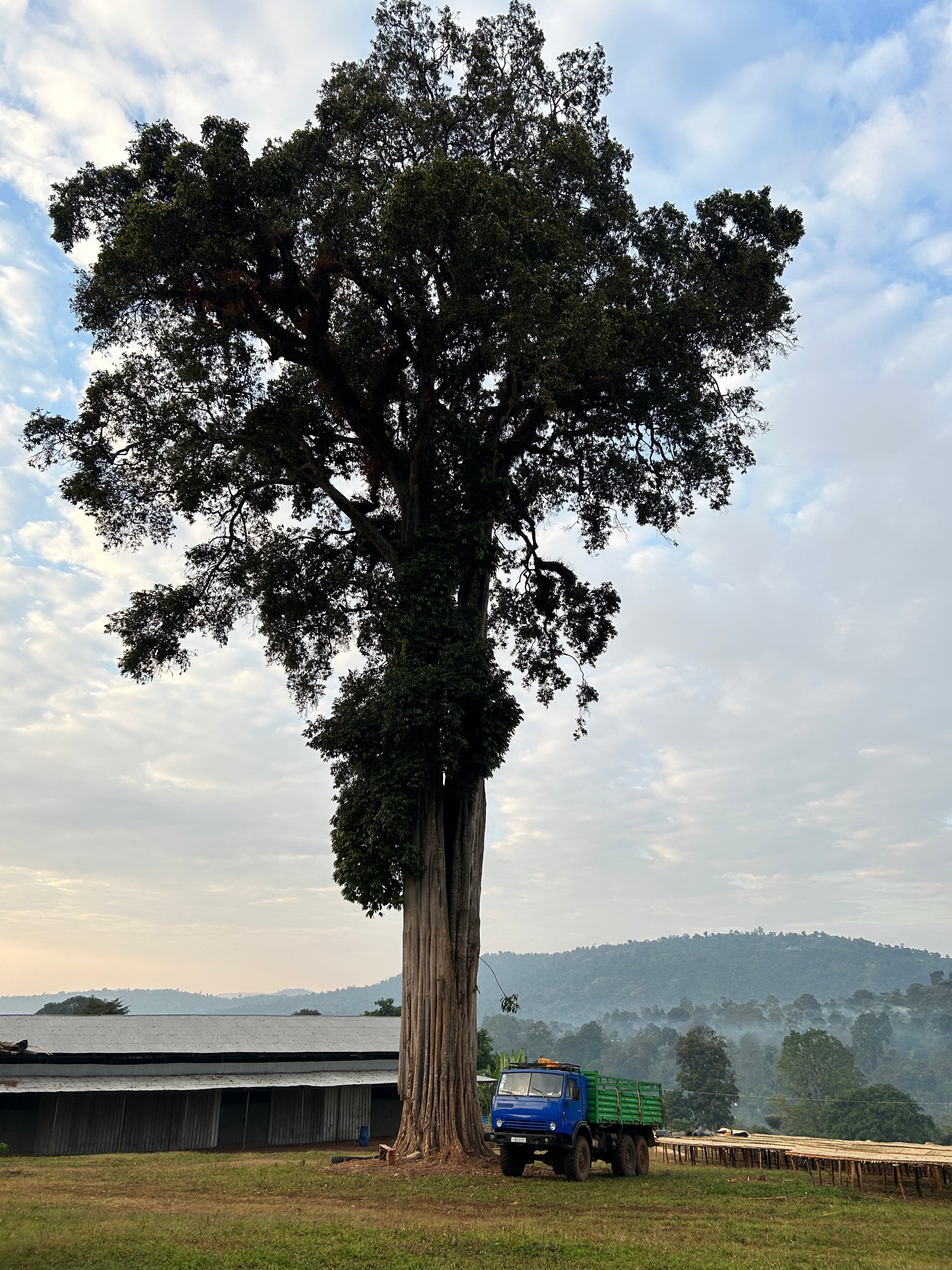 Danche - Ethiopia Hydro Honey