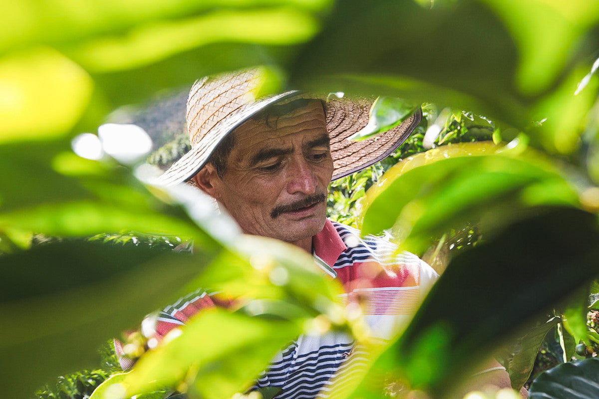 La Praderita - Washed Pink Bourbon