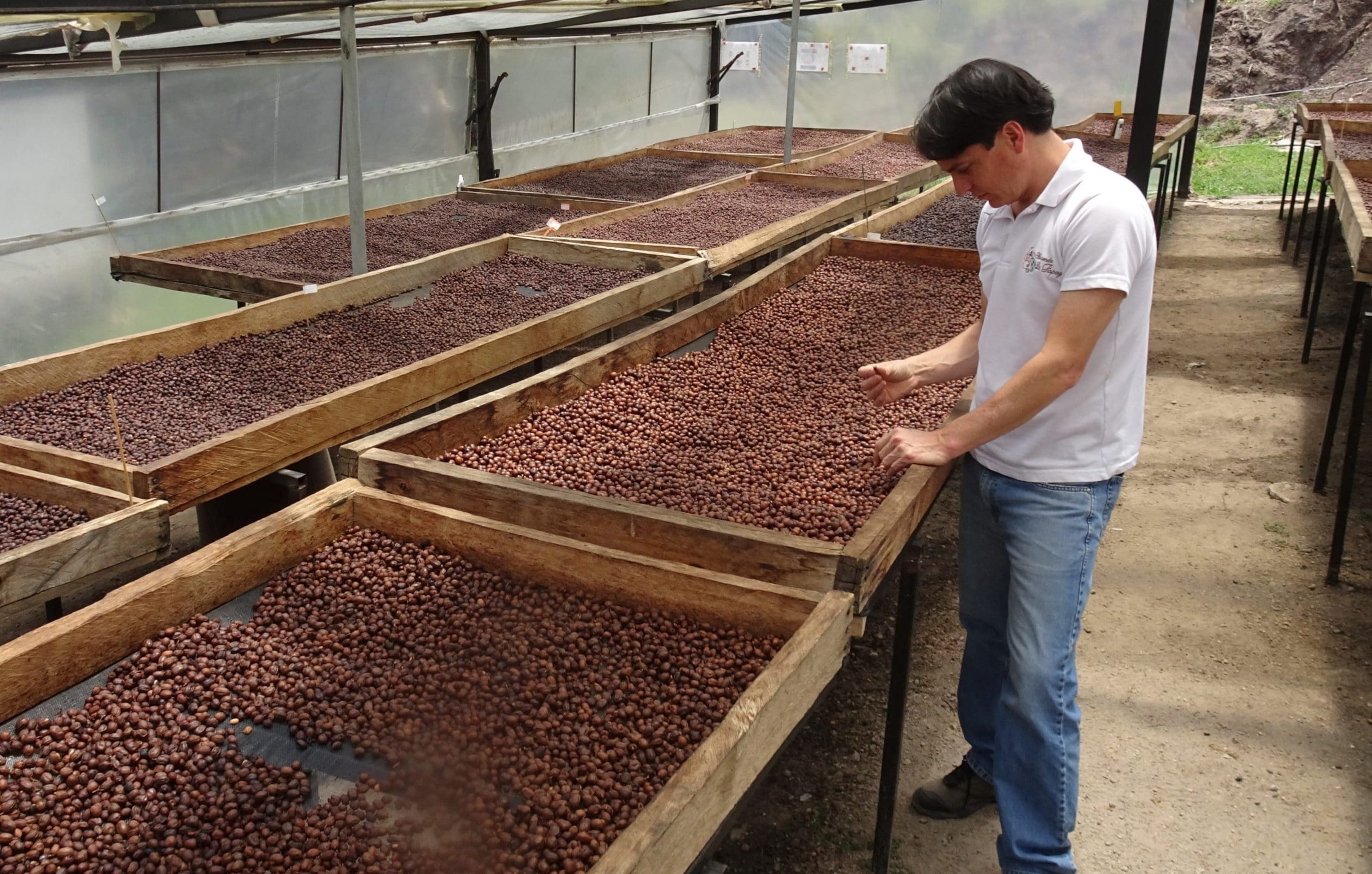 Juan Peña - La Papaya Typica Mejorado Ecuador