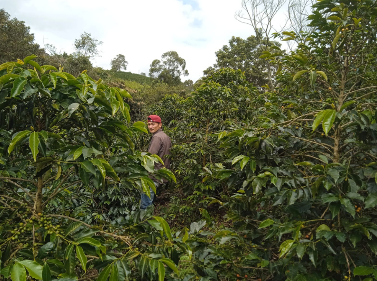 Gelver Cuenca - Colombia Geisha