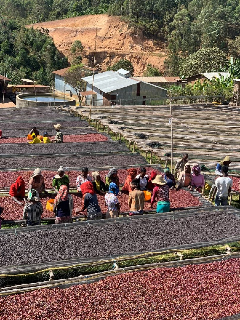 Tariku Kare - Ethiopia