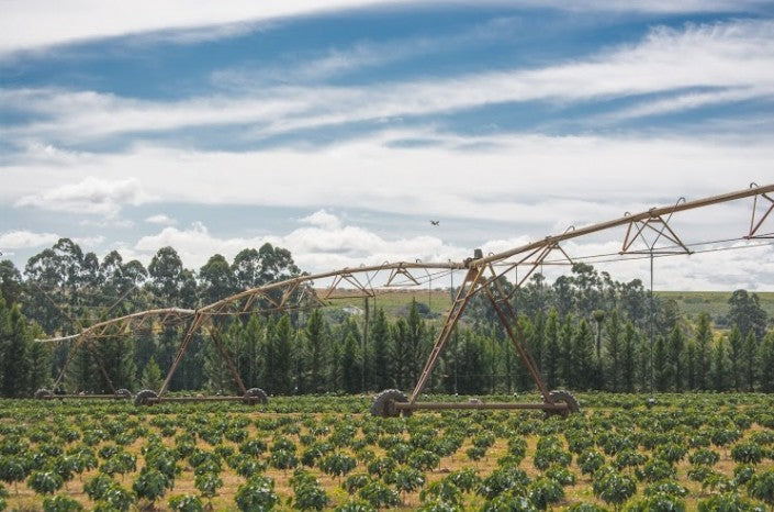 Sweet Yellow Espresso - Daterra Brazil