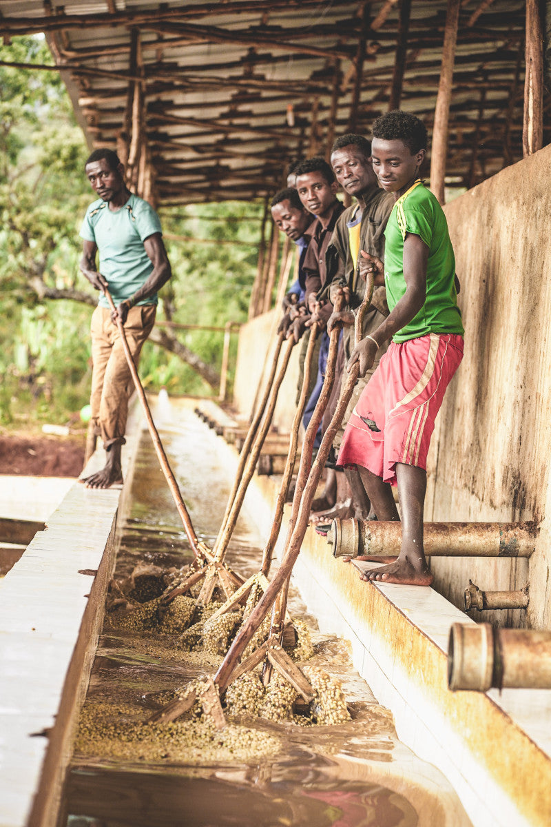 Chelbesa One - Washed Landrace