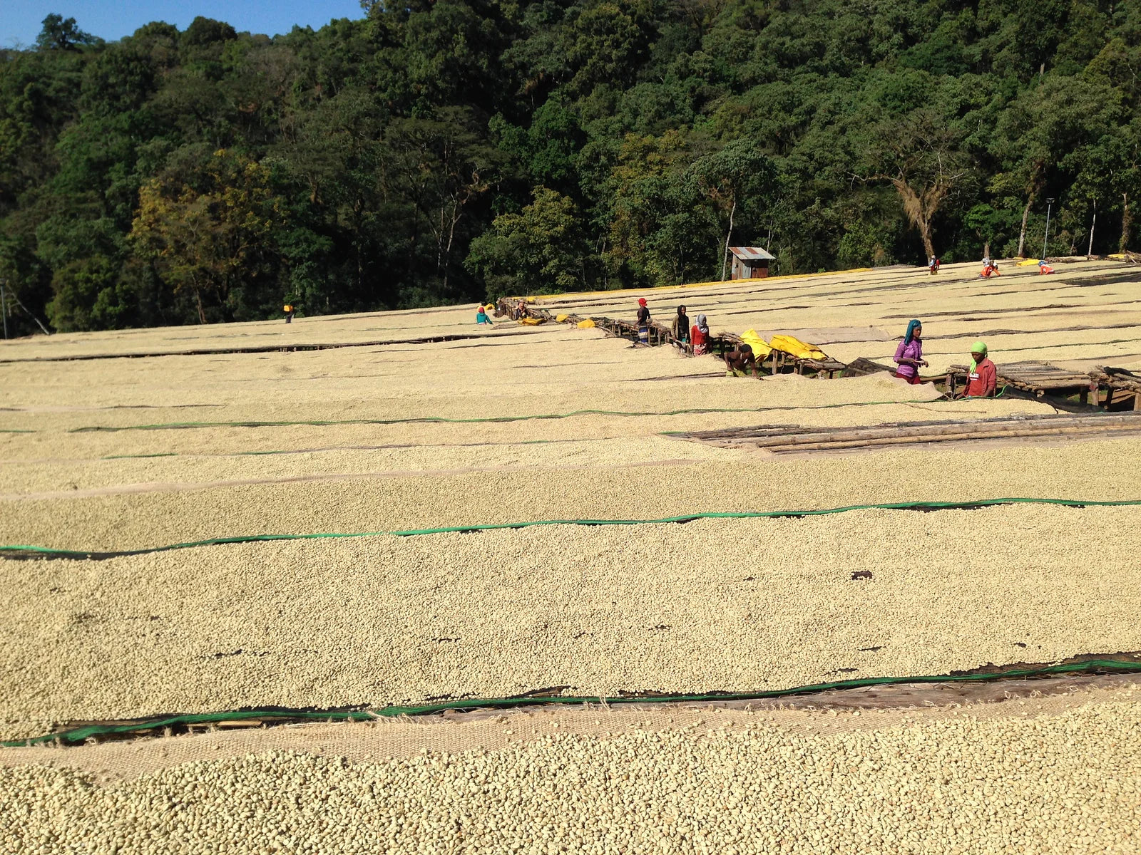 Candy Flower - Ethiopia Espresso